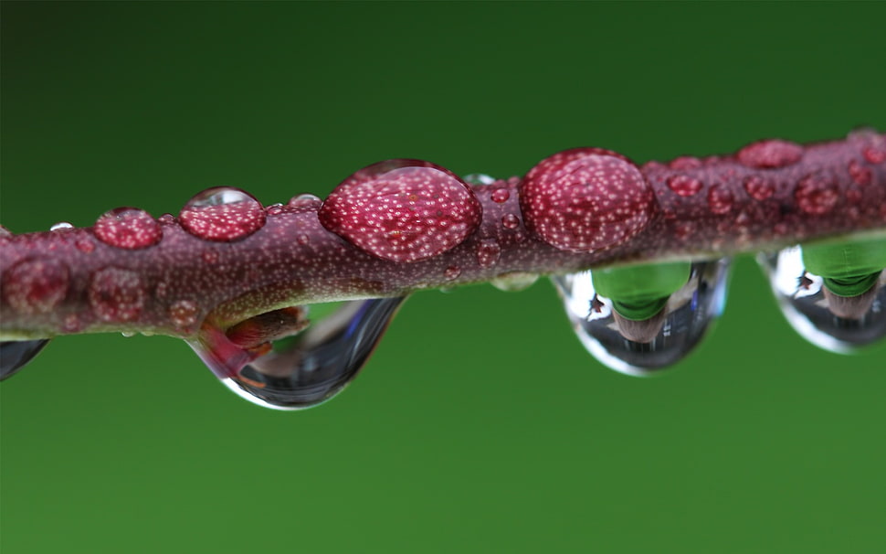 closeup photography of water droplets on red stem HD wallpaper